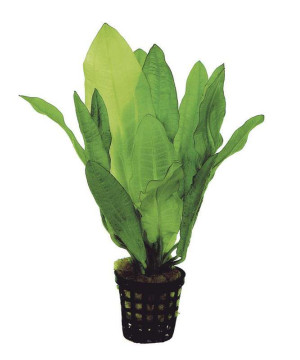 ECHINODORUS MARTII 5 CM EN POT de Aquafleur - Plantes aquarium dans Plantes d'aquariums