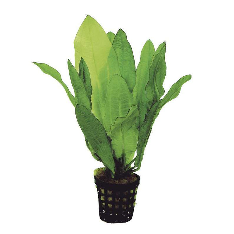 ECHINODORUS MARTII 5 CM EN POT de Aquafleur - Plantes aquarium dans Plantes d'aquariums