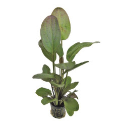 ECHINODORUS OZELOT ROUGE 5 CM EN PO de Aquafleur - Plantes aquarium dans Plantes d'aquariums
