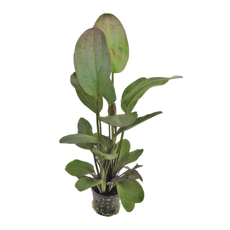 ECHINODORUS OZELOT ROUGE 5 CM EN PO de Aquafleur - Plantes aquarium dans Plantes d'aquariums