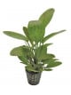 Echinodorus ozelot vert 5 cm en pot de Aquafleur - Plantes aquarium dans Plantes d'aquariums