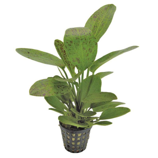 ECHINODORUS OZELOT VERT 5 CM EN POT de Aquafleur - Plantes aquarium dans Plantes d'aquariums