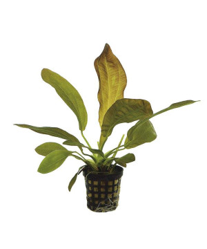 ECHINODORUS RUBRA 5 CM EN POT de Aquafleur - Plantes aquarium dans Plantes d'aquariums