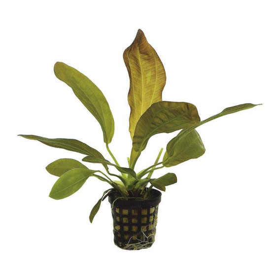 ECHINODORUS RUBRA 5 CM EN POT de Aquafleur - Plantes aquarium dans Plantes d'aquariums