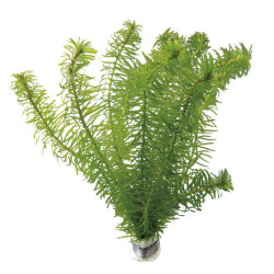 EGERIA NAJAS EN BOUQUET de Aquafleur - Plantes aquarium dans Plantes d'aquariums