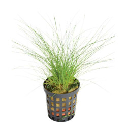 ELEOCHARIS ACICULARIS 5 CM EN POT de Aquafleur - Plantes aquarium dans Plantes d'aquariums
