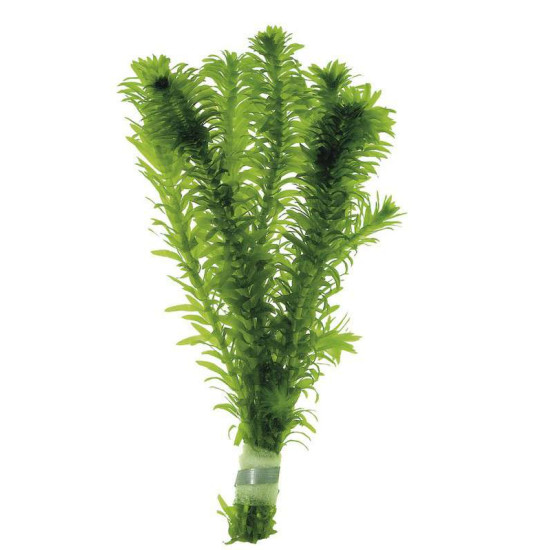 ELODEA DENSA EN BOUQUET de Aquafleur - Plantes aquarium dans Plantes d'aquariums