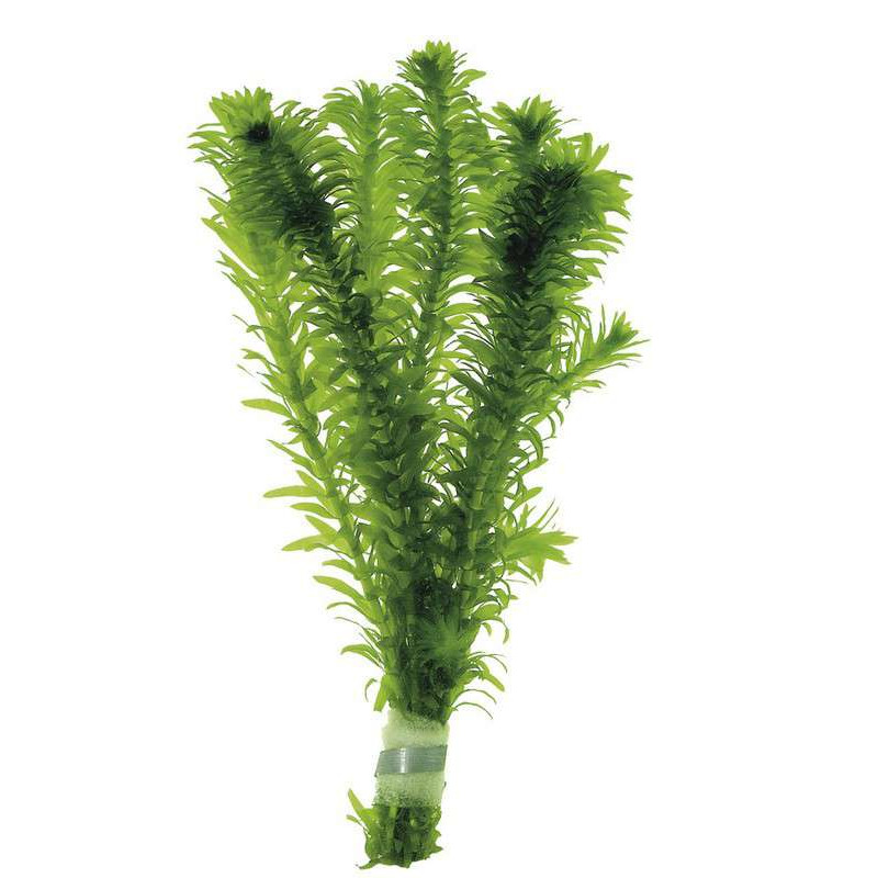ELODEA DENSA EN BOUQUET de Aquafleur - Plantes aquarium dans Plantes d'aquariums