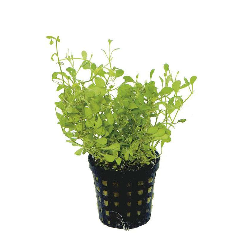 GLOSSOSTIGMA ELATINOIDES 5 CM EN PO de Aquafleur - Plantes aquarium dans Plantes d'aquariums