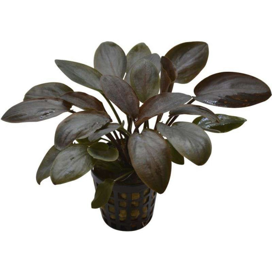 LAGENANDRA MEEBOLDII RED 5 CM EN PO de Aquafleur - Plantes aquarium dans Plantes d'aquariums