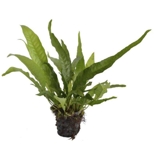 MICROSORIUM PTEROPUS 5 CM EN POT de Aquafleur - Plantes aquarium dans Plantes d'aquariums