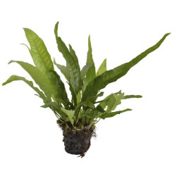 MICROSORIUM PTEROPUS 5 CM EN POT de Aquafleur - Plantes aquarium dans Plantes d'aquariums