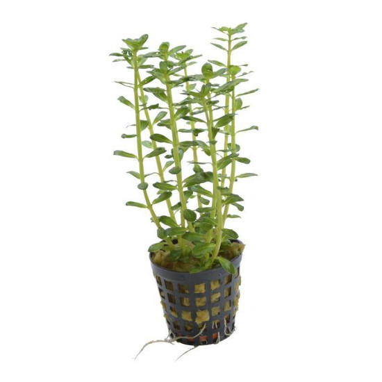 ROTALA INDICA 5 CM EN POT de Aquafleur - Plantes aquarium dans Plantes d'aquariums