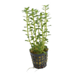 ROTALA INDICA 5 CM EN POT de Aquafleur - Plantes aquarium dans Plantes d'aquariums