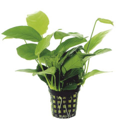ANUBIAS NANA 5 CM EN POT de Aquafleur - Plantes aquarium dans Plantes d'aquariums