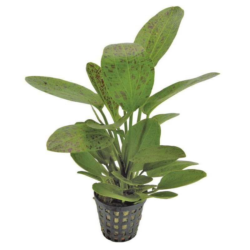 ECHINODORUS OZELOT VERT 8 CM EN POT de Aquafleur - Plantes aquarium dans Plantes d'aquariums