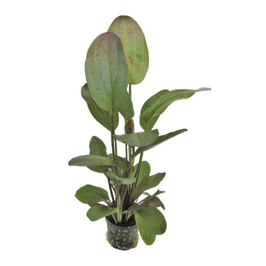 ECHINODORUS OZELOT ROUGE 8 CM EN PO de Aquafleur - Plantes aquarium dans Plantes d'aquariums