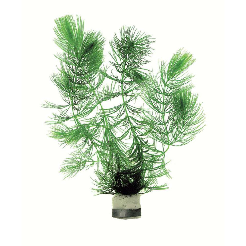CERATOPHYLLUM DEMERSUM EN BOUQUET de Aquafleur - Plantes aquarium dans Plantes d'aquariums