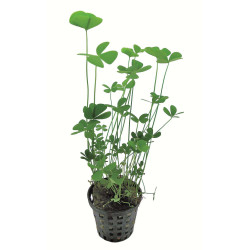 MARSILEA CRENATA 5 CM EN POT de Aquafleur - Plantes aquarium dans Plantes d'aquariums