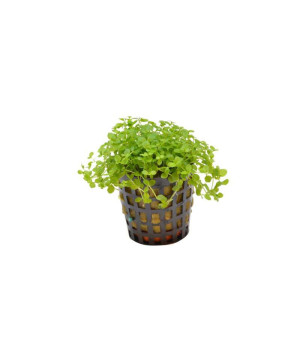 MICRANTHEMUM MONTE CARLO 5 CM EN PO de Aquafleur - Plantes aquarium dans Plantes d'aquariums