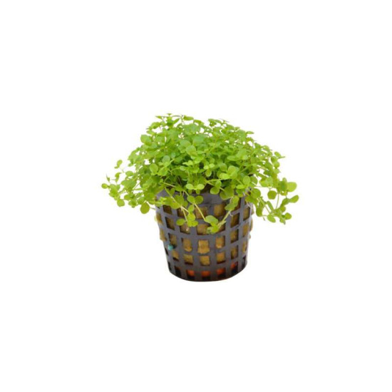 MICRANTHEMUM MONTE CARLO 5 CM EN PO de Aquafleur - Plantes aquarium dans Plantes d'aquariums