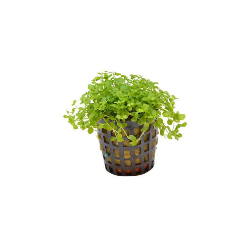 MICRANTHEMUM MONTE CARLO 5 CM EN PO de Aquafleur - Plantes aquarium dans Plantes d'aquariums