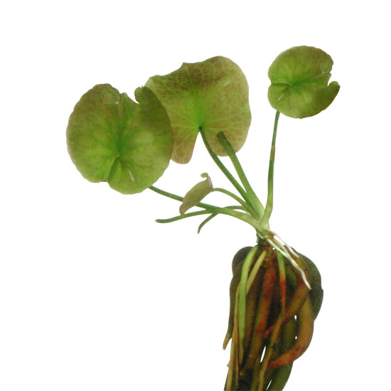 NYMPHOIDES AQUATICA BULBE+FEUILLE de Aquafleur - Plantes aquarium dans Plantes d'aquariums