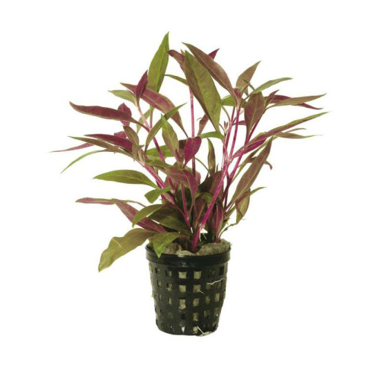 ALTERNANTHERA ROSAEFOLIA 5 CM EN PO de Aquafleur - Plantes aquarium dans Plantes d'aquariums