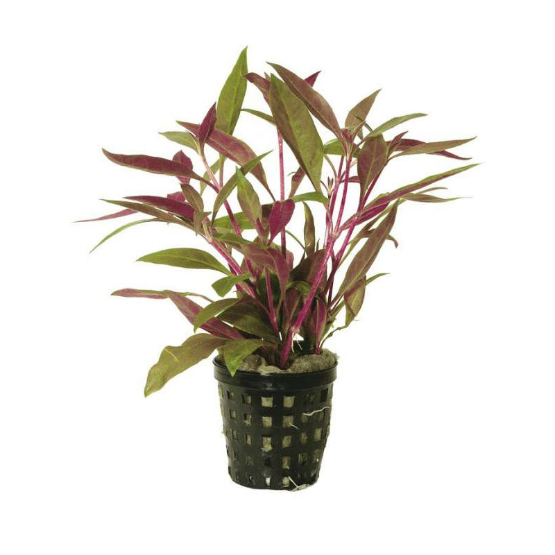 ALTERNANTHERA ROSAEFOLIA MINI 5 CM de Aquafleur - Plantes aquarium dans Plantes d'aquariums