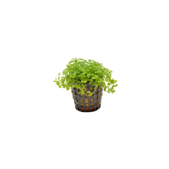MICRANTHEMUM MONTE CARLO 5 CM EN PO de Aquafleur - Plantes aquarium dans Plantes d'aquariums
