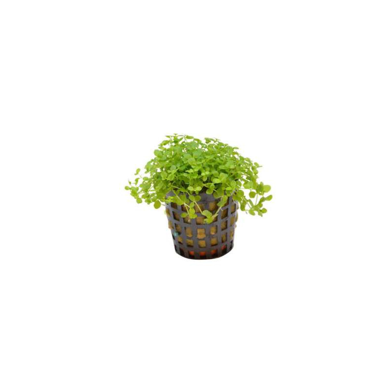 MICRANTHEMUM MONTE CARLO 5 CM EN PO de Aquafleur - Plantes aquarium dans Plantes d'aquariums