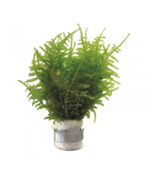 Vesicularia dubyana bouquet de Aquafleur - Plantes aquarium dans Plantes d'aquariums
