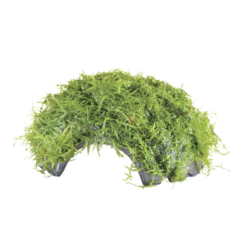 DECO VESICULARIA DUBYANA COCONUT de Aquafleur - Plantes aquarium dans Plantes d'aquariums