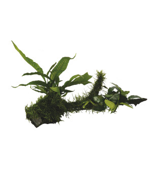 RACINE ANUBIAS-MICROSORIUM-MOSS- LA de Aquafleur - Plantes aquarium dans Plantes d'aquariums