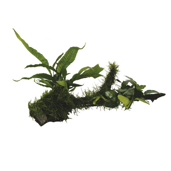 RACINE ANUBIAS-MICROSORIUM-MOSS- LA de Aquafleur - Plantes aquarium dans Plantes d'aquariums