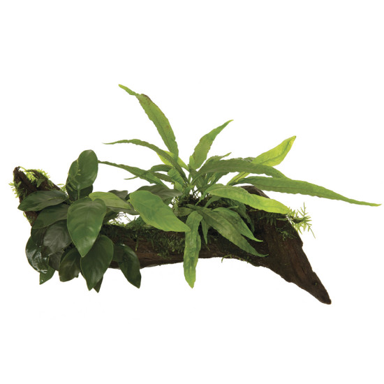 RACINE ANUBIAS-MICROSORIUM-MOSS- ME de Aquafleur - Plantes aquarium dans Plantes d'aquariums