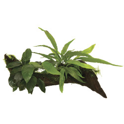 RACINE ANUBIAS-MICROSORIUM-MOSS- ME de Aquafleur - Plantes aquarium dans Plantes d'aquariums