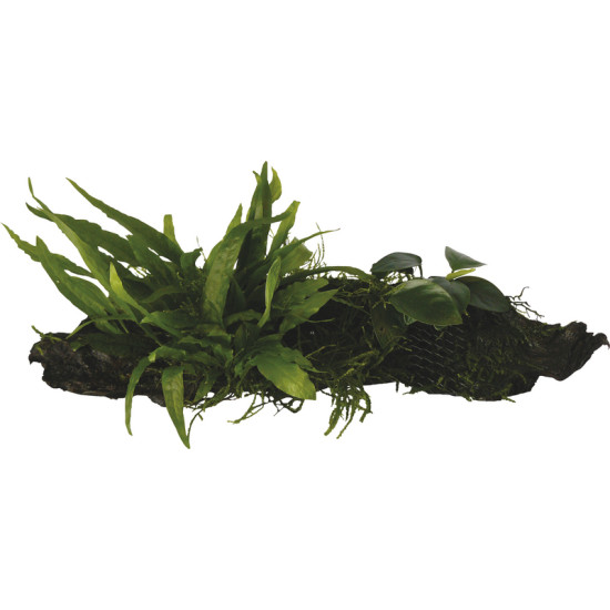RACINE ANUBIAS-MICROSORIUM-MOSS- SM de Aquafleur - Plantes aquarium dans Plantes d'aquariums