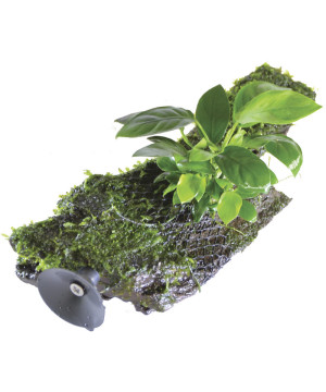 SUSP FLOATING RACINE ANUBIAS SIZE de Aquafleur - Plantes aquarium dans Plantes d'aquariums