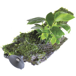 SUSP FLOATING RACINE ANUBIAS SIZE de Aquafleur - Plantes aquarium dans Plantes d'aquariums