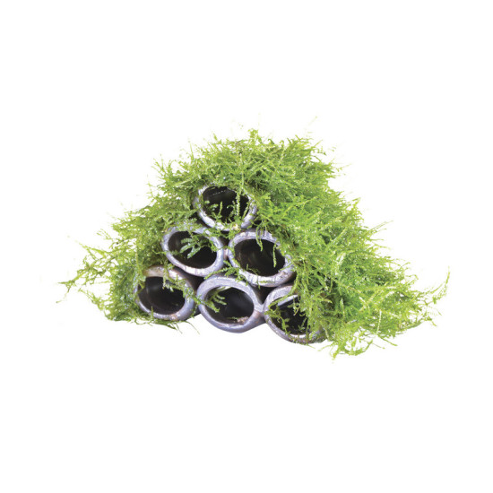 DECO CACHE CREVETTE AVEC MOUSSE de Aquafleur - Plantes aquarium dans Plantes d'aquariums