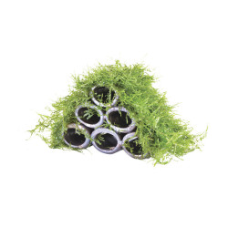 DECO CACHE CREVETTE AVEC MOUSSE de Aquafleur - Plantes aquarium dans Plantes d'aquariums