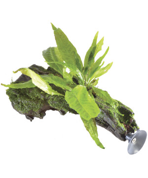 SUSP FLOATING RACINE MICROSORIUM P de Aquafleur - Plantes aquarium dans Plantes d'aquariums