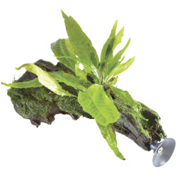 SUSP FLOATING RACINE MICROSORIUM P de Aquafleur - Plantes aquarium dans Plantes d'aquariums