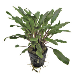 CRYPTOCORYNE MIXED 5 CM EN POT de Aquafleur - Plantes aquarium dans Plantes d'aquariums