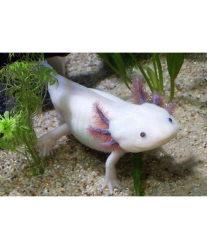 Axolotl de Jardinerie Bordeaux Libourne Gironde dans Lézards, tortues, serpents et amphibiens