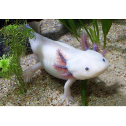Axolotl de Jardinerie Bordeaux Libourne Gironde dans Lézards, tortues, serpents et amphibiens