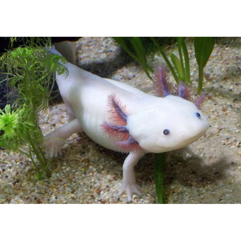 Axolotl de Jardinerie Bordeaux Libourne Gironde dans Lézards, tortues, serpents et amphibiens