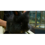 Lapin angora de Jardinerie Bordeaux Libourne Gironde dans Nos conseils