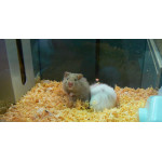Hamster Angora de Jardinerie Bordeaux Libourne Gironde dans Nos conseils Hamster Angora de Jardinerie Bordeaux Libourne Gironde dans Nos conseils